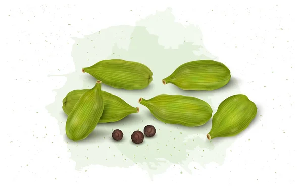 Green Cardamom Pods Spices Vector Illustration Black Pepper Seeds Isolated — 스톡 벡터