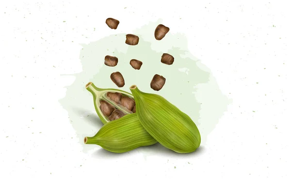 Green Cardamom Pods Cardamom Seeds Vector Illustration — Wektor stockowy