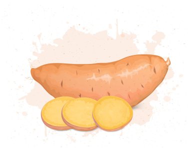 Tatlı Patates ve yuvarlak dilimli tatlı patates vektör çizimi