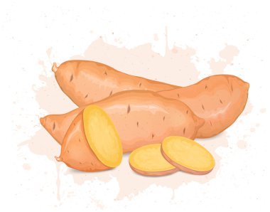 Tatlı patates kökü sebze ve tatlı patates dilimleri vektör çizimlerini beyaz arka planda gösteriyor.