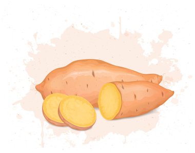 Tatlı patates kökü sebzesi ve yarım dilim tatlı patates vektörü çizimi.