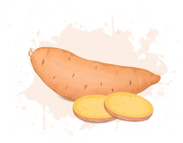 Солодкий Корінь Картоплі Овоч Векторні Ілюстрації Круглими Шматочками Солодкого Картопляного — стоковий вектор