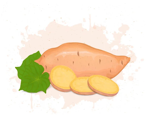 Słodki Korzeń Ziemniaka Wektor Roślinny Ilustracja Okrągłych Plasterków Zielonych Liści — Wektor stockowy