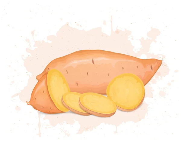 Sweet Potato Root Vegetabiliska Med Sweet Potato Skivor Vektor Illustration — Stock vektor