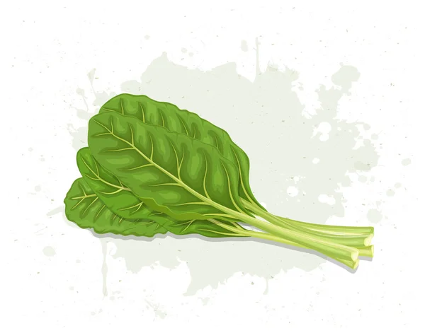 Swiss Chard Salad Leaves Vector Illustration — Stockvektor