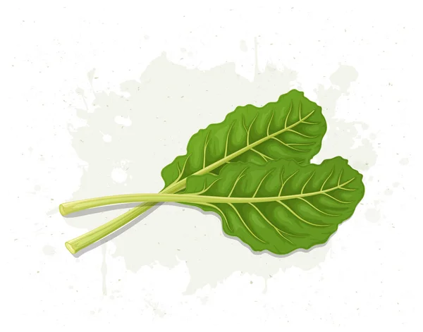 Green Swiss Chard Salad Leaves Vector Illustration — Vetor de Stock