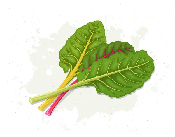 Green Leafy Vegetable Swiss Chard Vector Illustration — Stockový vektor