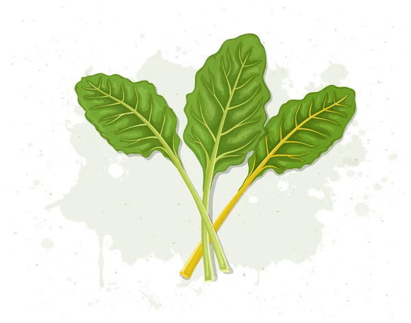 Green Leafy Swiss Chard Vegetable Vector Illustration — Vetor de Stock