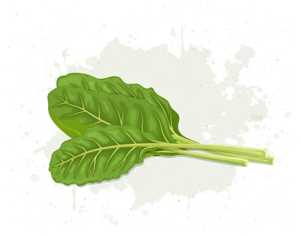 Bunch Swiss Chard Leaves Vector Illustration — Stockvektor