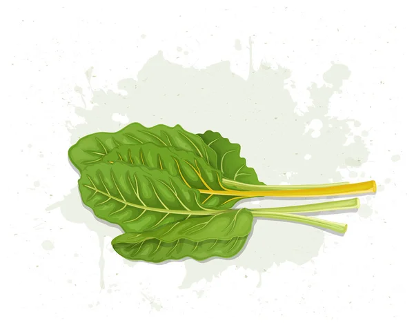 Vector Illustration Swiss Chard Green Leafy Vegetable — Vetor de Stock
