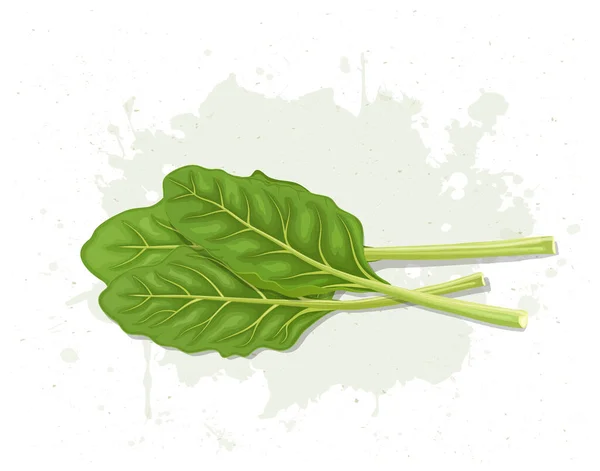 Swiss Chard Salad Leaves Vector Illustration — Vetor de Stock