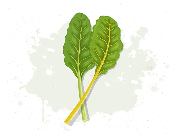 Swiss Chard Green Leafy Vegetable Vector Illustration — Stockový vektor