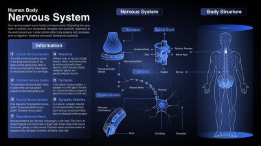 Kardiyovasküler Sistemin Vektör Diyagramları: Fonksiyon, Organlar ve Anatomi
