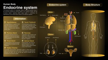 Endokrin Sistemi Vektör Diyagramları: Fonksiyon, Organlar ve Anatomi