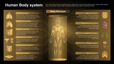 Vector Diagrams of Respiratory System: Function, Organs and Anatomy