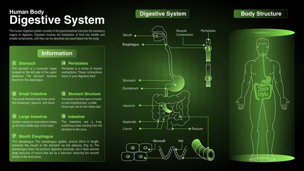 Vektordiagramme Des Herz Kreislauf Systems Funktion Organe Und Anatomie — Stockvektor