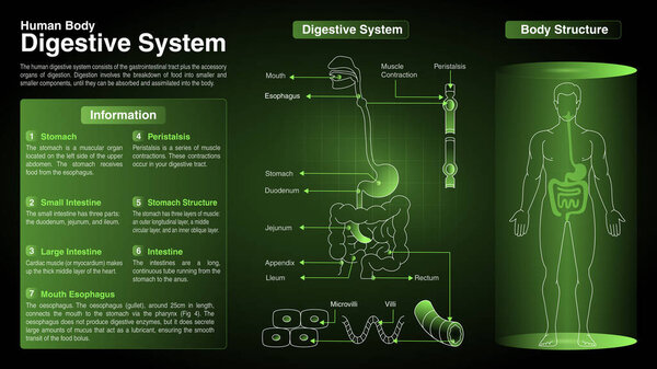 Vector Diagrams of Cardiovascular System: Function, Organs and Anatomy