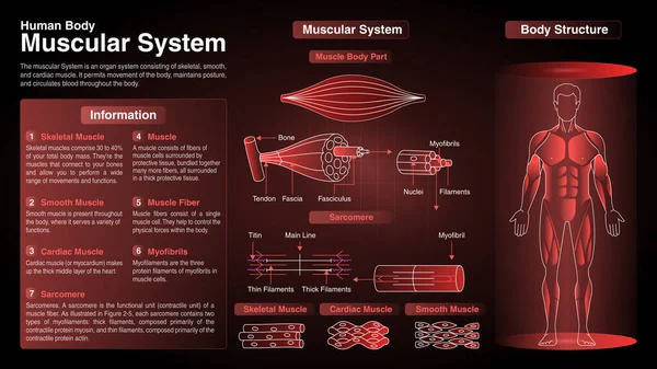 Vektordiagramme Des Muskelsystems Des Menschlichen Körpers Funktion Organe Und Anatomie — Stockvektor