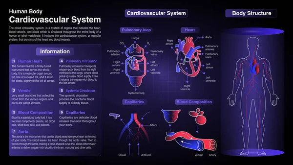Vektordiagram För Kardiovaskulära Systemet Funktion Organ Och Anatomi — Stock vektor