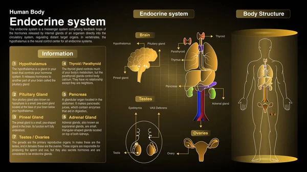 Vektordiagram Endokrina Systemet Funktion Organ Och Anatomi — Stock vektor