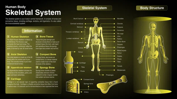 Vektordiagramme Des Skelettsystems Funktion Organe Und Anatomie — Stockvektor