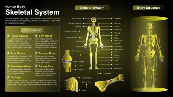 Schematy Wektorowe Układu Kostnego Funkcje Narządy Anatomia — Wektor stockowy