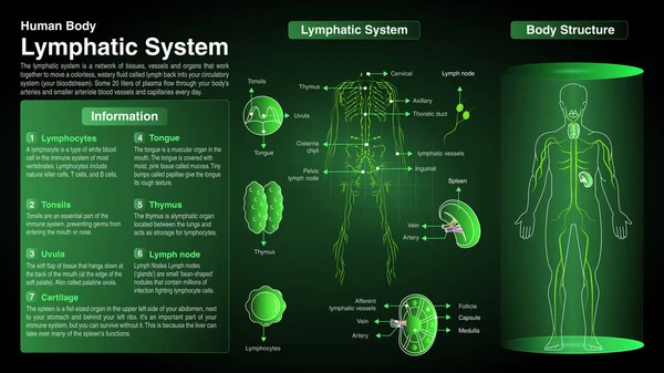 Vektordiagramme Des Lymphsystems Funktion Organe Und Anatomie — Stockvektor