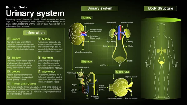 Vector Diagrams Urinary System Function Organs Anatomy — Stock Vector