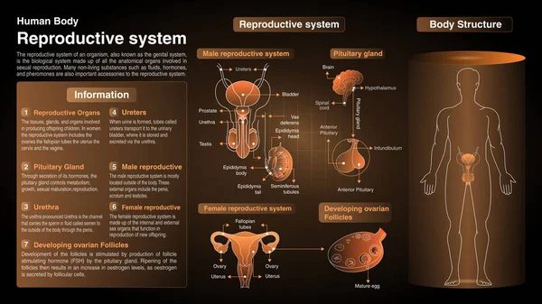 Vektordiagramme Des Fortpflanzungssystems Funktion Organe Und Anatomie — Stockvektor
