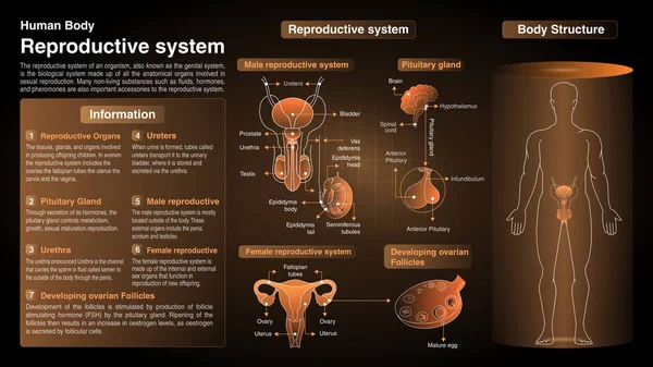 Üreme Sistemi Vektör Diyagramları: Fonksiyon, Organlar ve Anatomi