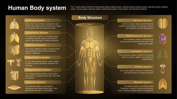 Vektordiagramme Des Atemwegssystems Funktion Organe Und Anatomie — Stockvektor