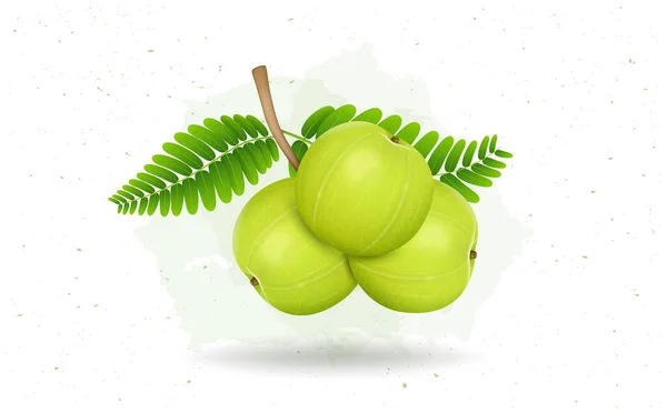 Vector Illustration Amla Indian Gooseberry Fruit Vector Illustration Isolated White — Image vectorielle