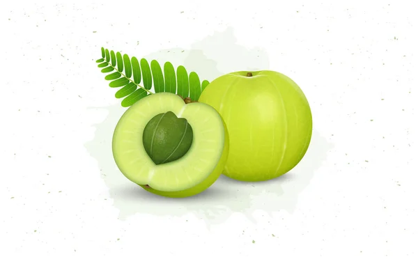 Gooseberry Indio Amla Ilustración Vectores Frutas Con Semillas Amla Hojas — Vector de stock