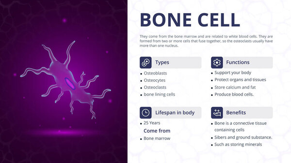 Структура, функция и типы конструкции векторных изображений костных клеток