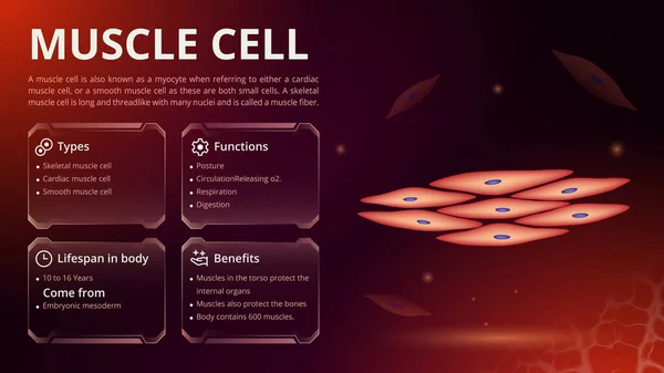 Struktur Funktion Und Arten Von Hautzellen Vektor Bilddesign — Stockvektor