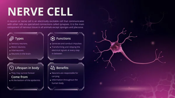 Struktur Funktion Und Typen Von Nervenzellen Vektor Bildgestaltung — Stockvektor