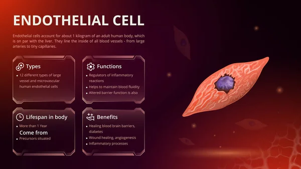 Endothelial Hücre - Vektör Resim Tasarımı Yapısı, Fonksiyonu ve Tipleri