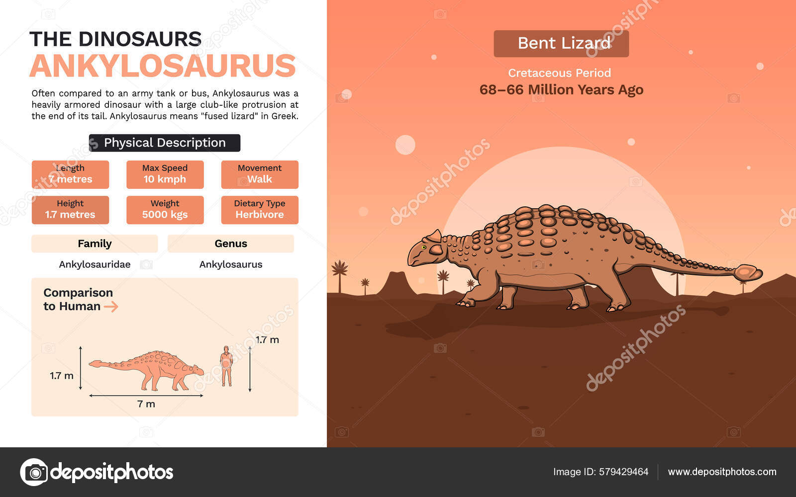 Description Physical Characteristics Ankylosaurus Vector Illustrations ...