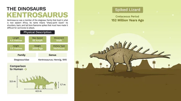 Beschrijving Fysische Kenmerken Van Kentrosaurus Vector Illustraties — Stockvector