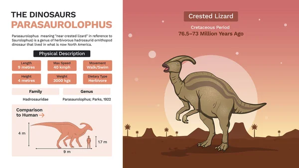 Description Physical Characteristics Parasaurolophus Vector Illustrations — 스톡 벡터