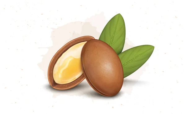 Ilustrasi Vektor Nuts Minyak Brown Argan Dengan Daun Hijau - Stok Vektor