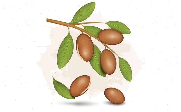 Sementes Argan Nozes Ilustração Vetorial Com Argan Planta Ramos Folhas — Vetor de Stock