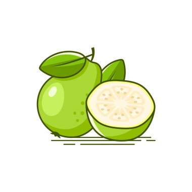 Taze lezzetli beyaz Guava vektör çizimi yarım parça guava ile 