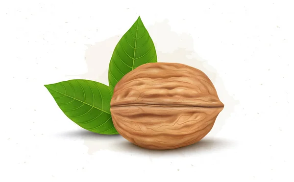 Walnut Vector Illustration Green Leaves — Stock Vector