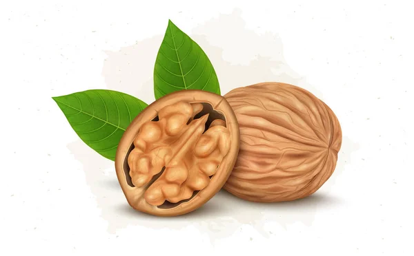Walnut Seed Stone Fruit Vector Illustration Half Piece Walnut Green — Stockvector