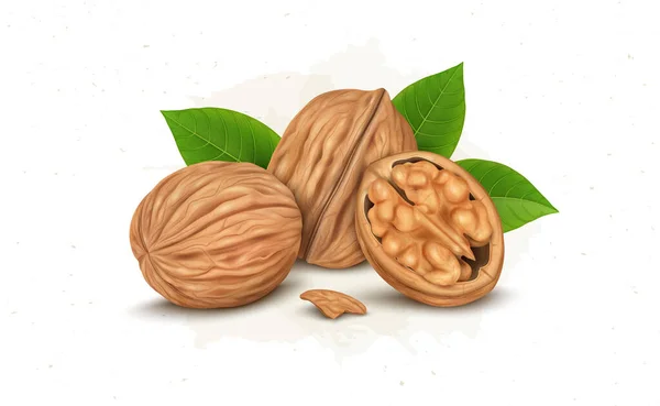 Walnuts Vector Illustration Half Piece Walnut Kernel Green Leaves — Vector de stock