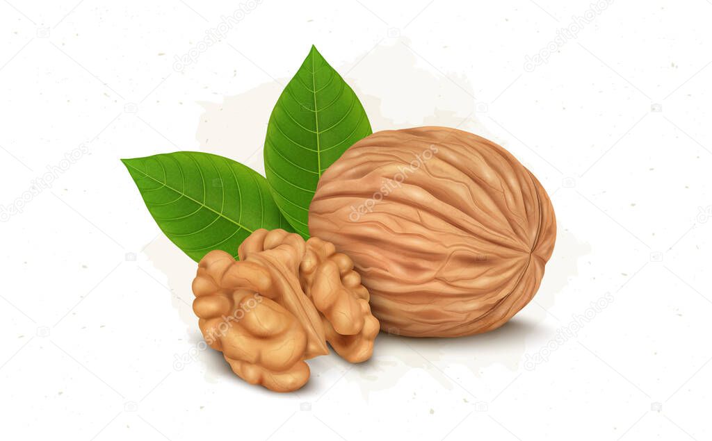 Walnut Dry fruit vector illustration with walnut kernel and leaves isolated on white background