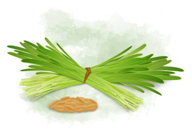 Wheatgrass sprouted  leaves vector illustration with wheat seeds