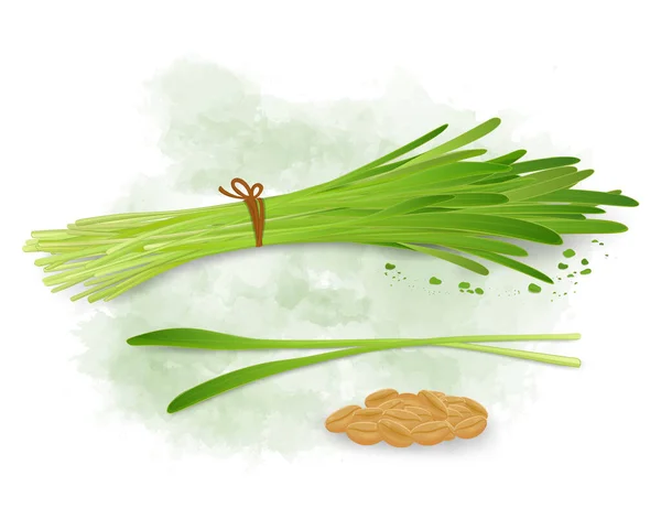 Wheatgrass Sprouted Leaves Vector Illustration Wheat Seeds — ストックベクタ