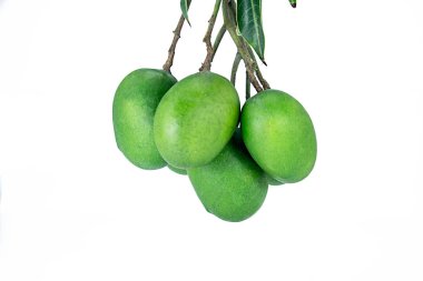 Asılan bir grup yeşil mango beyaz arka planda izole edilmiş.